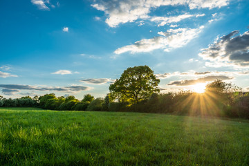 Sunset sun flare field