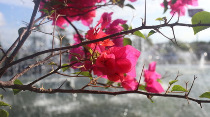 flower pink