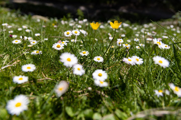 Margaritas en la sierra