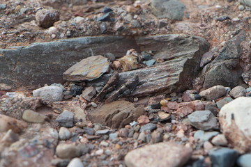 Pareja de saltamontes camuflados