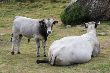 Vacas pastando en alta montaña