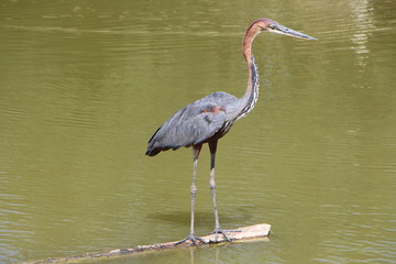 Vigilando el entorno