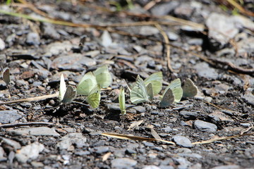 Reunión de mariposas