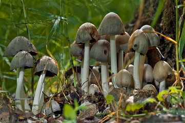 Friendly family. Gray toadstool mushrooms growing from last year