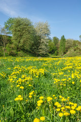 Flowering meadow with dandelions flowers