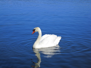 Fototapeta premium Cisne disfrutando de un lago de Noruega