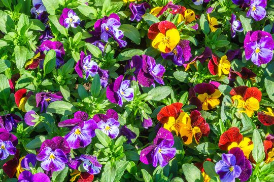 Colorful flowering Pense in a garden