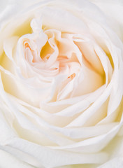 White rose with yellow tint, tender petals close-up, top view