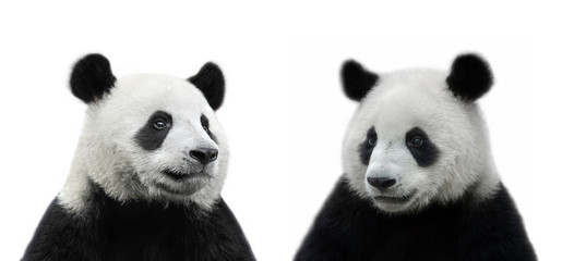 Male and female giant panda bear isolated on white background
