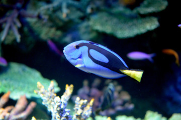 Fototapeta na wymiar サンゴ礁の間を元気に泳ぎ回るナンヨウハギ（日本の東京池袋サンシャイン水族館）