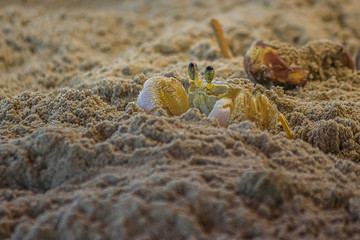 The Atlantic ghost crab (Ocypode quadrata) also known as sand or beach crab peeps carefully from its deep sandy hole. The Atlantic ghost crab lives in burrows in sand above the strandline.