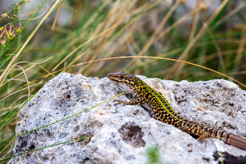 Podarcis siculus or Italian wall lizard on a stone in Parco della Murgia Materana or Park of the Rupestrian Churches of Matera in the Province of Matera, Basilicata Region, Italy, selective focus, blu