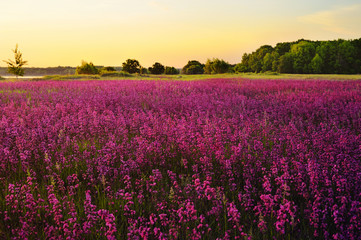 Obraz na płótnie Canvas Lavender field. Wild-groving lavender violet flowers..Large purple meadow. Summer blooming landscape at the sunset. Landscape wallpaper. Country view.
