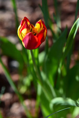 Tulipano