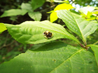 カメノコハムシ leafbug