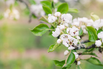 Pear tree branch with white flowers in spring garden, selective focus