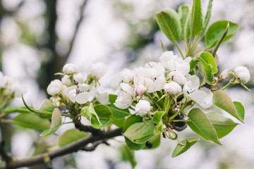 White flowers and buds of a pear tree in a spring garden. Orchard.