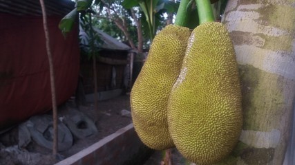 Jackfruit fruit in summer in asia Scientific name Artocarpus heterophyllus, Small jackfruit hanging...