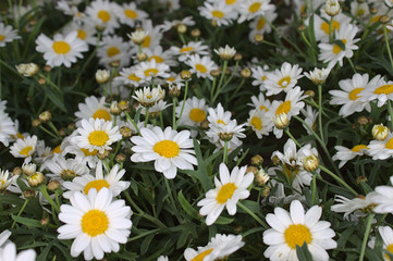 Margeriten im Garten