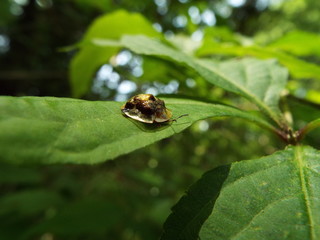 カメノコハムシ leafbug