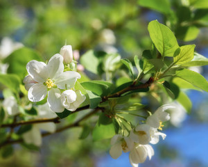 blooming branch of an Apple tree on a Sunny spring day
