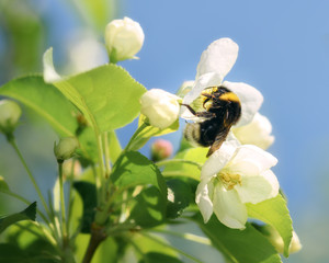 blooming branch of an Apple tree on a Sunny spring day
