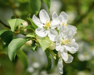 blooming branch of an Apple tree on a Sunny spring day