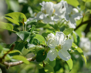 blooming branch of an Apple tree on a Sunny spring day