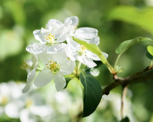 blooming branch of an Apple tree on a Sunny spring day
