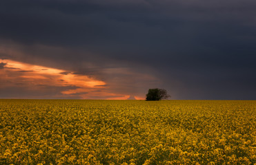 Obraz premium Fantastic rapeseed field at the dramatic overcast sky. Dark clouds, contrasting colors. Magnificent sunset, summer landscape.