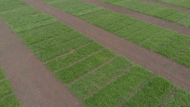 Winter wheat selection field divided into small areas for experiments