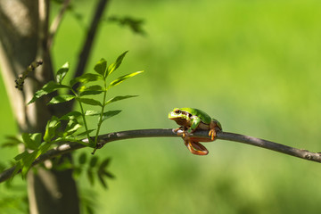 The green tree frog - Hyla arborea - sits on a tree branch among green leaves with beautiful bokeh. Wild photo.