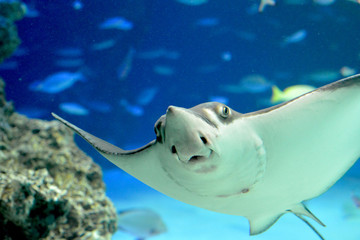 正面から見ると変な顔で泳いでいる巨大なトビエイ（日本の東京池袋サンシャイン水族館）