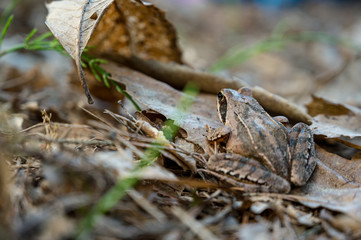 Brown forest frog sitting and posing on fallen leaves.
