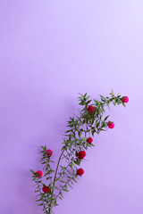 Vertical botanical background made of gomphrena flowers with copy space.Materials for designers.