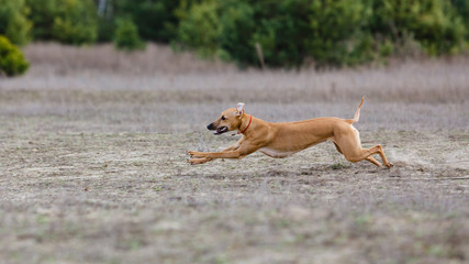 Coursing. Whippet dog running in the field