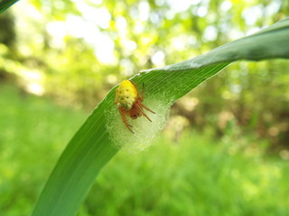 ムツボシオニグモ  spider of yellow