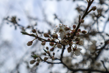 Flowering tree in spring with white flowers 