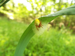 ムツボシオニグモ  spider of yellow