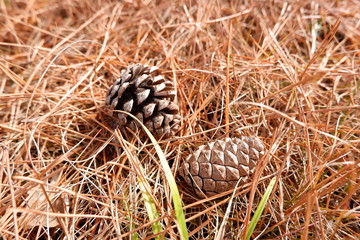 the image of pine cone conifer cone