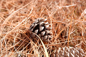 the image of pine cone conifer cone