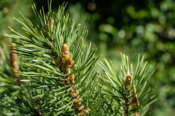 Naklejka na ściany i meble Pinus mugo Pumilio with beautiful young shoots. Close-up cultivar dwarf mountain pine green in sunny day. Place for your text. Small and fluffy. Nature concept for spring design