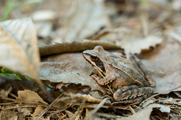 Brown forest frog sitting and posing on fallen leaves.