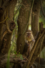 Vervet monkey baby (Chlorocebus pygerythrus), Murchison Falls National Park, Uganda.