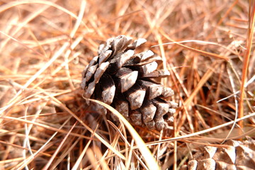 the image of pine cone conifer cone
