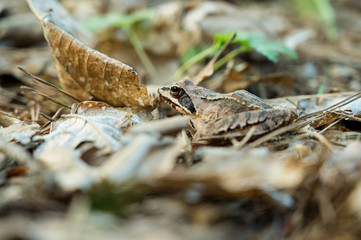 Brown forest frog sitting and posing on fallen leaves.