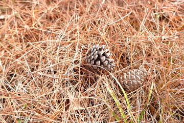 the image of pine cone conifer cone