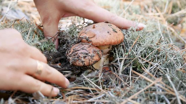 Woman Collecting Edible Mushrooms From a Coniferous Forest. Greasers Mushrooms Hidden in Moss and Pine Needles