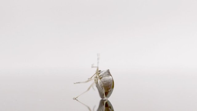 Insect studio shot of Brown Marmorated Stink Bug or Halyomorpha halys on mirror surface turning over after being on its back