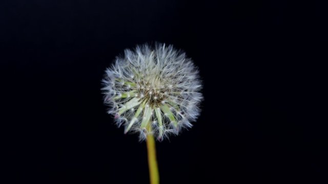 The process of dandelion flowering